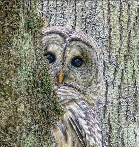 Apartment The Spotted Owl Cape Town