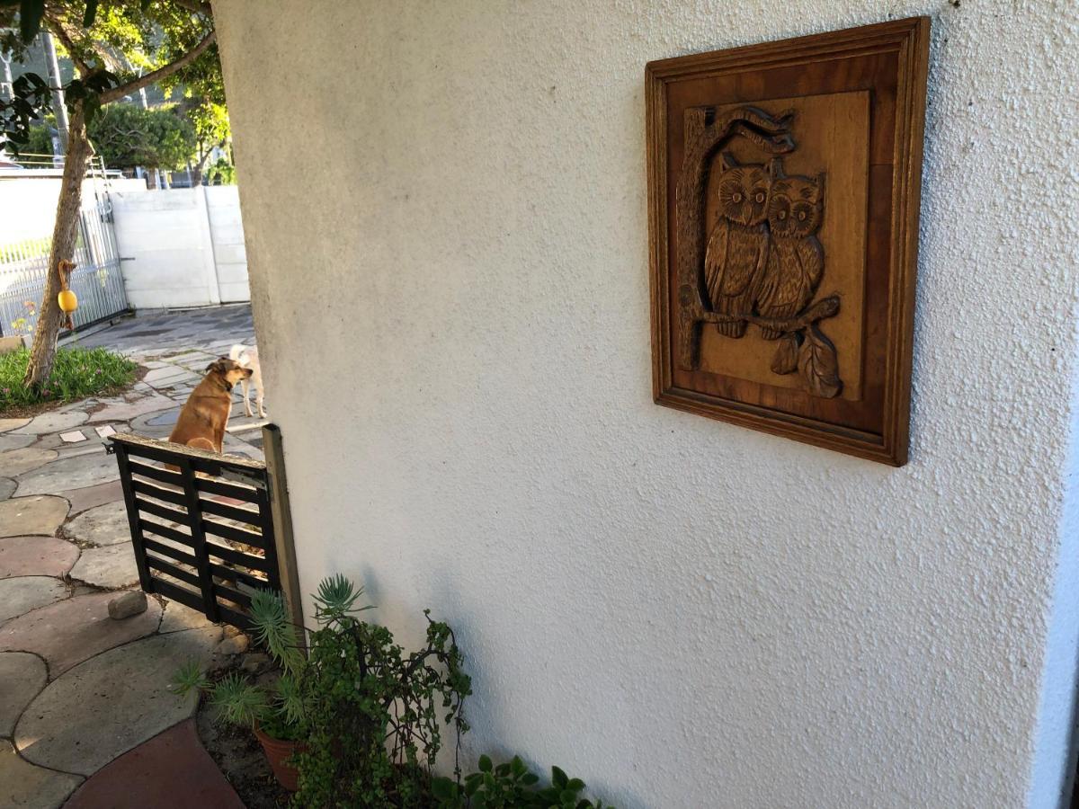 The Spotted Owl Cape Town